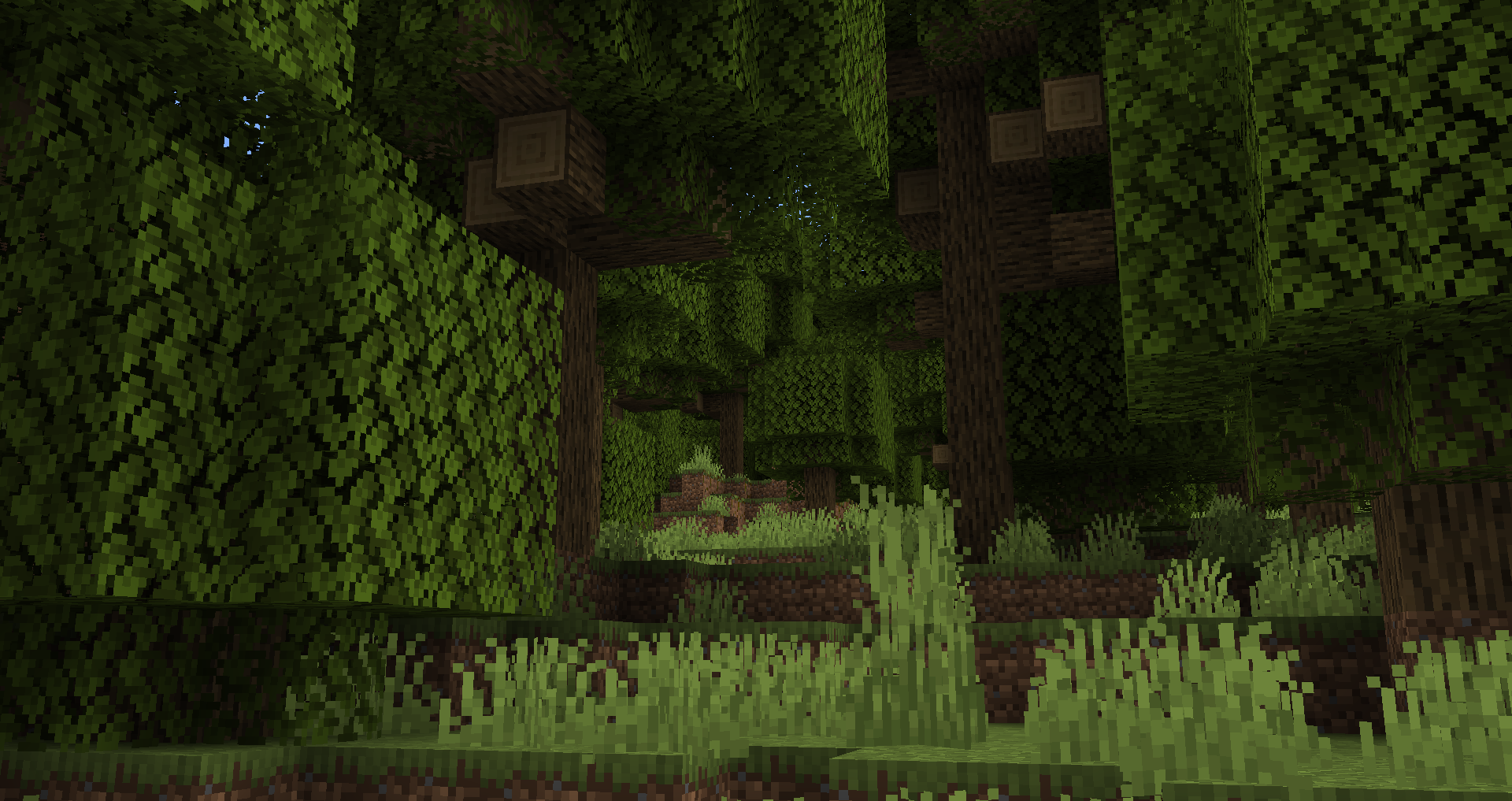 Dense Woodlands Image